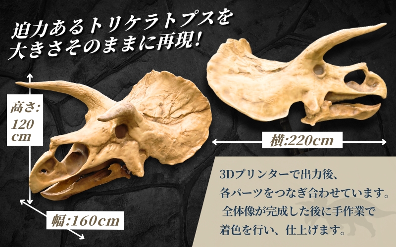 ãããªã±ã©ããã¹ã å寞倧 é 骚ã¬ããªã« / ã¬ããªã« æšæ¬ ã³ã¬ã¯ã·ã§ã³ ãã©ã¢ãã« å®ç©å€§ æç« éªšæ Œã¬ããªã« ãã£ã®ã¥ã¢ ã€ã³ããªã¢ å±ç€º æš¡å åç©é€š éªšæ Œ é è骚 ãªããžã§ 3Dããªã³ã ãanf007ã