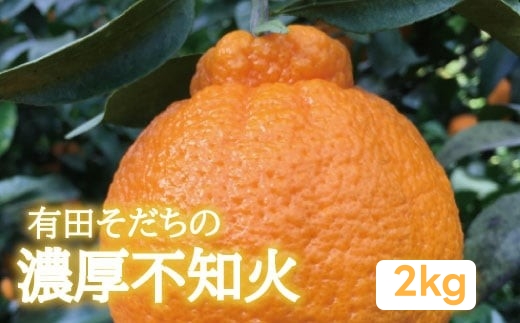 有田育ちの濃厚不知火(家庭用)(通称デコポン) 2kg+200g(傷み補償分) ※2027年1月下旬～3月下旬に順次発送 ※北海道・沖縄・その他離島地域は発送不可【ard010-c-2A】
