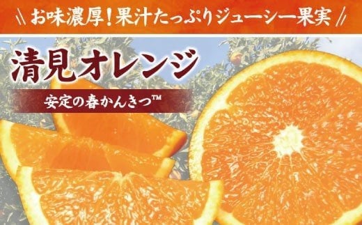 田村 産 清見 オレンジ 4.5kg 春みかん (果実サイズおまかせ) / 清見オレンジ 蜜柑 みかん 柑橘 フルーツ 果物紀伊国屋文左衛門本舗 ※2027年3月中旬～4月下旬頃発送予定 【kmtb492A】