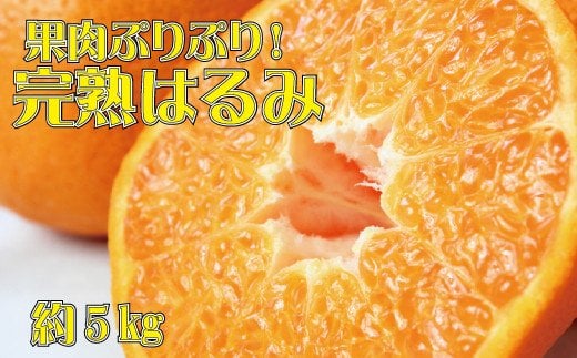  果肉ぷりぷり!完熟はるみ5kg　※2025年2月上旬頃～2月下旬頃に順次発送予定(お届け日指定不可)  / みかん 蜜柑 フルーツ 果物 くだもの 【uot732】