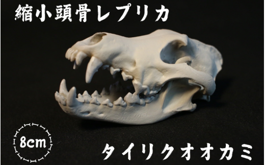 縮小 頭骨 レプリカ タイリクオオカミ 8cm / 標本 コレクション プラモデル 動物 標本 頭骨 狼 フィギュア インテリア 模型 動物 博物館 骨格 ミニチュア 3D プリント キーホルダー 【anf949-8c-tok】
