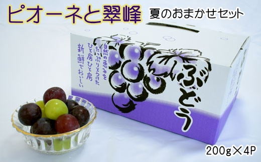 【数量限定】ピオーネと翠峰の夏のおまかせセット約200g×4パック ※2025年8月下旬～2025年9月上旬頃順次発送 / 果物 くだもの フルーツ ぶどう 旬 【tec514A】