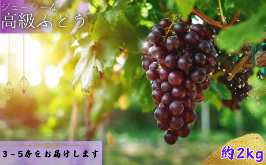 【8月下旬に発送】ジューシーな高級ぶどう 約2kg(3~5房)/ぶどう 藤稔 黒ブドウ 果物 くだもの フルーツ 有機 【kmf004】