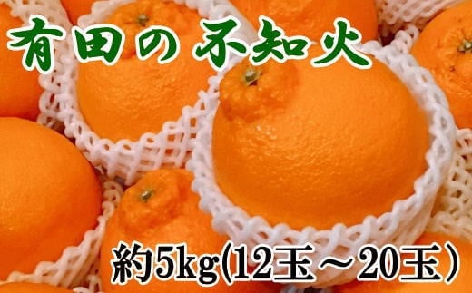  【濃厚】有田の不知火 約5kg（12玉～20玉おまかせ）  ※2025年2月中旬～2025年3月上旬頃順次発送予定（日付指定不可） /果物 くだもの フルーツ 蜜柑 みかん 不知火 デコポン 【tec861】