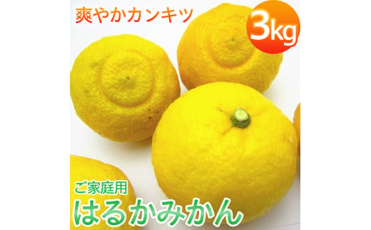 【先行予約】【人気柑橘】有田育ちの はるか みかん（訳あり 家庭用）約3kg ※2025年1月下旬～2月下旬頃に順次発送予定 ※着日指定不可【ard141A】