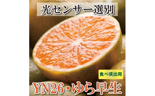 家庭用　極早生有田みかん5kg+150g（傷み補償分）【YN26・ゆら早生】【わけあり・訳あり】＜9月中旬より順次発送予定＞【ikd002-2A】