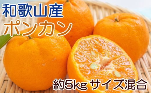 和歌山産 ポンカン 約5kg（サイズ混合・秀優品） ※2027年2月上旬～3月上旬頃に順次発送予定 ※沖縄・離島への配送不可 【tec942A】