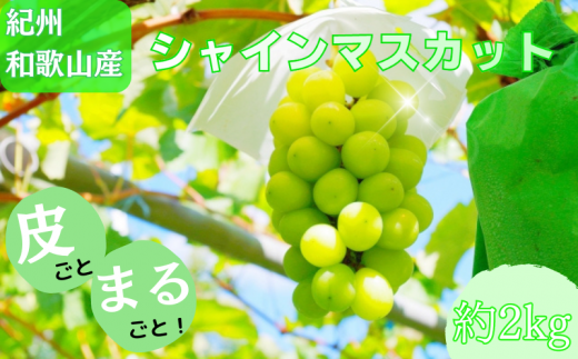 紀州和歌山産 シャインマスカット 約2kg ※2025年8月下旬頃?2025年9月上旬頃に順次発送 ※日付指定不可 ぶどう ブドウ 葡萄 マスカット 果物 くだもの フルーツ 人気 旬の果物【uot798】