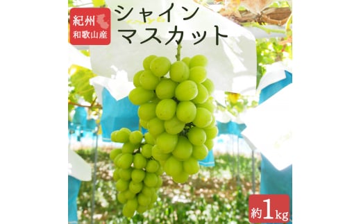 紀州和歌山産 シャインマスカット 約1kg ※2025年8月下旬頃?2025年9月上旬頃発送 ※日付指定不可 ぶどう ブドウ 葡萄 マスカット 果物 くだもの フルーツ 人気【uot782】