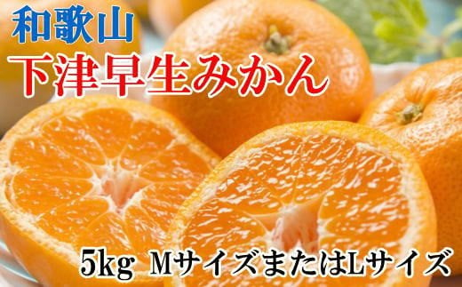  【産直】和歌山下津早生みかんMまたはL5kg ※2024年11月中旬～2025年1月中旬頃発送予定/ 果物 くだもの フルーツ 蜜柑 みかん 【tec871】