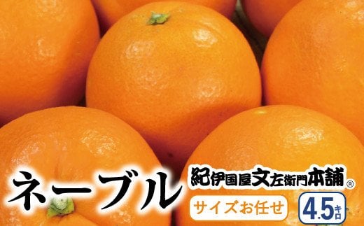  ネーブル 約4.5kg サイズおまかせ　※2025年1月中旬～2月上旬頃に順次発送予定(お届け日指定不可) 紀伊国屋文左衛門本舗 / ネーブル 蜜柑 みかん 柑橘 オレンジ 果物 フルーツ【kmtb431B】