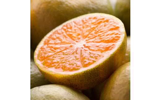 プレミアム 有田 みかん ( ゆら早生 ) 5kg+250g（傷み補償分） / 有田みかん 甘い 柑橘 フルーツ 果物 和歌山 ※2026年10月上旬〜11月中旬頃に順次発送予定 ※北海道・沖縄・離島への配送不可 【ikd003-prem-5A】