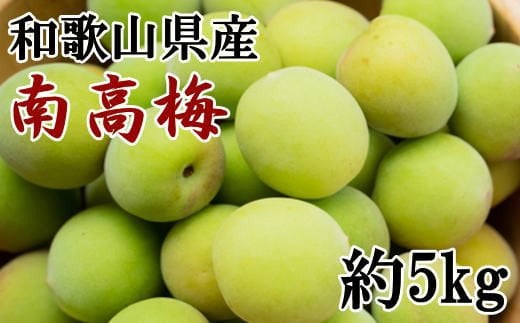 【和歌山名産】南高梅約5kg(サイズ混合)　※2025年6月上旬～2025年6月下旬頃に順次発送 / 南高梅 青梅 生梅 完熟 梅干し 和歌山県 紀州 梅酒 梅ジュース 梅シロップ 【tec913A】