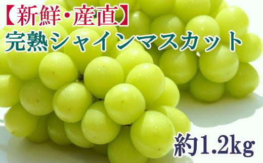 【ふるさと納税】[新鮮・産直]和歌山かつらぎ町産の完熟シャインマスカット約1.2kg　※2025年8月下旬～9月下旬頃より順次発送予定（お届け日指定不可） シャインマスカット マスカット 果物 くだもの フルーツ 葡萄 ぶどう ブドウ【tec923A】