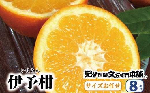  伊予柑(いよかん) 約8kg / サイズおまかせ　※2025年1月中旬～2月中旬頃に順次発送予定(お届け日指定不可)　紀伊国屋文左衛門本舗 / 蜜柑 みかん 柑橘 伊予間 いよかん 果物 フルーツ 【kmtb440A】