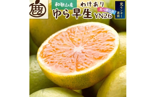 家庭用 極早生有田みかん2.5kg+75g（傷み補償分）【YN26・ゆら早生】【わけあり】※北海道・沖縄・離島への配送不可【ikd147A】