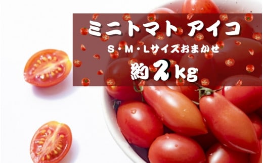 ミニトマト アイコ (松トマト） 約2kg（S・M・Lサイズおまかせ）【5月発送】 /トマト 先行予約 野菜  【sml131-5】