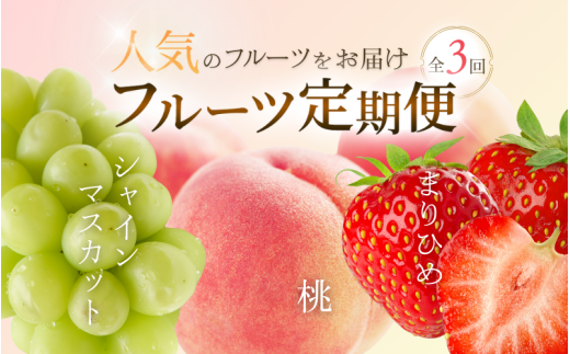 【定期便全3回】和歌山県産 人気のフルーツ定期便！ 桃・シャインマスカット・まりひめ　旬の時期にお届け♪ / 定期便 桃 もも シャインマスカット マスカット いちご イチゴ 苺 果物 フルーツ 3回【tkb604】