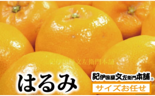  はるみ 約3kg / サイズおまかせ　※2025年1月下旬～2025年3月中旬頃に順次発送(お届け日指定不可)　紀伊国屋文左衛門本舗 / はるみ みかん 蜜柑 柑橘 フルーツ 果物 【kmtb461B】