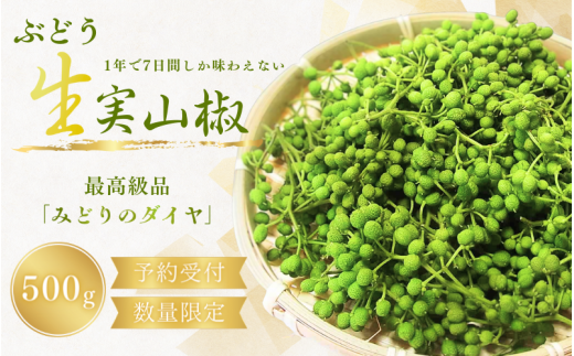 【先行予約・数量限定】 ぶどう生山椒 500g  【2025年5月中旬から5月下旬にお届けいたします】/山椒 さんしょう 生山椒 生さんしょう 調味料 スパイス 香辛料 山椒の実 山椒の実生 実【twn007A】