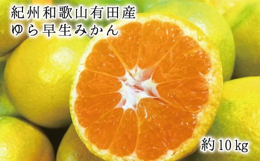  紀州和歌山有田産ゆら早生みかん10kg　※2025年10月中旬頃～2025年10月末頃順次発送予定(お届け日指定不可)  / みかん 蜜柑 フルーツ 果物 くだもの【uot734】