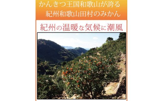  【ご家庭用訳あり】田村みかん　5kg ※2024年11月下旬頃～2025年1月下旬頃に順次発送 / みかん 蜜柑 フルーツ 果物 くだもの 【uot754】