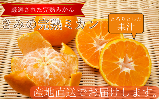  あま～い！ カツオの有機肥料が味の決め手！ 「きみの完熟ミカン」 約4.5kg (40~60個程度) サイズ混合 2S~M ご家庭用(秀優混合)/みかん ミカン 柑橘 和歌山県 有機 手選別 【kmf001】