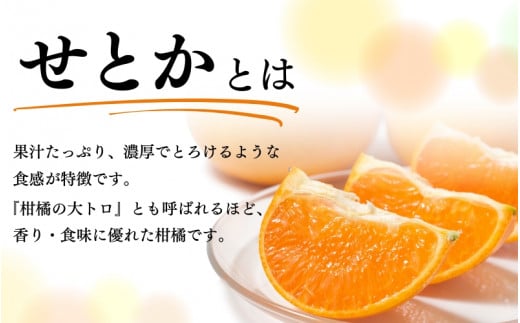  とろける食感！ジューシー柑橘 せとか 約3kg【予約】 ※2025年2月末頃～2025年3月中旬頃発送(お届け日指定不可)/ せとか 果物 フルーツ くだもの みかん 【uot506】