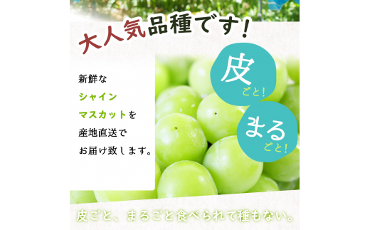 紀州和歌山産 シャインマスカット 約1kg ※2025年8月下旬頃?2025年9月上旬頃発送 ※日付指定不可 ぶどう ブドウ 葡萄 マスカット 果物 くだもの フルーツ 人気【uot782】