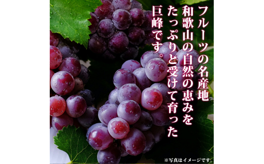 紀州和歌山産 巨峰ぶどう 約2kg ※2025年8月下旬頃?2025年9月上旬頃に順次発送 ※日付指定不可 巨峰 ぶどう ブドウ 葡萄 果物 くだもの フルーツ【uot784A】