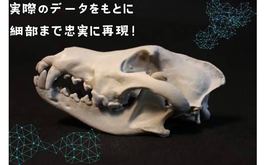 邵ョ蟆 鬆ュ鬪ィ 繝ャ繝励Μ繧ォ 繧ソ繧、繝ェ繧ッ繧ェ繧ェ繧ォ繝 8cm / 讓呎悽 繧ウ繝ャ繧ッ繧キ繝ァ繝ウ 繝励Λ繝「繝繝ォ 蜍慕黄 讓呎悽 鬆ュ鬪ィ 迢シ 繝輔ぅ繧ョ繝・繧「 繧、繝ウ繝繝ェ繧「 讓。蝙 蜍慕黄 蜊夂黄鬢ィ 鬪ィ譬シ 繝溘ル繝√Η繧「 3D 繝励Μ繝ウ繝 繧ュ繝シ繝帙Ν繝繝シ 縲紳nf949-8c-tok縲