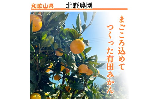 【11月発送】家庭用 有田みかん 和歌山  S～Lサイズ大きさお任せ 5kg / みかん フルーツ 果物 くだもの 有田みかん 蜜柑 柑橘【ktn007A-11】