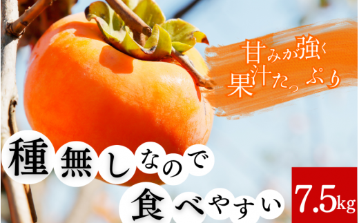  和歌山秋の味覚 平核無柿（ひらたねなしがき） 約7.5kg　※2025年10月上旬頃～2025年10月末頃順次発送（お届け日指定不可）/柿 果物 フルーツ くだもの 先行予約【uot700A】