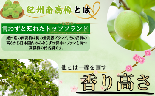 【先行予約】【数量限定】L～2Lサイズおまかせ 和歌山県産 南高青梅 10kg【2025年6月中旬より順次発送致します。】【JAながみね】/ 青梅 梅 南高梅 【jan005】