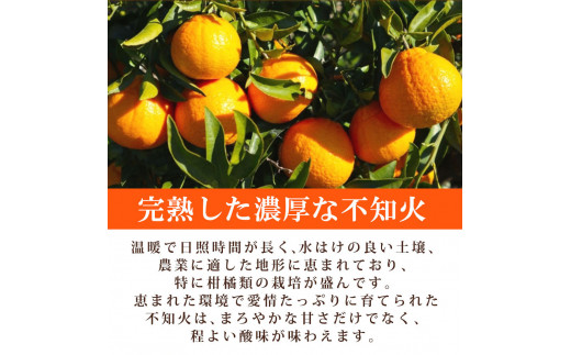 【先行予約】紀州有田産不知火(しらぬひ) 2.5kg　※2025年2月中旬頃～2025年3月中旬頃に順次発送予定（お届け日指定不可）/みかん 不知火 和歌山 フルーツ 有田 果物【uot794】