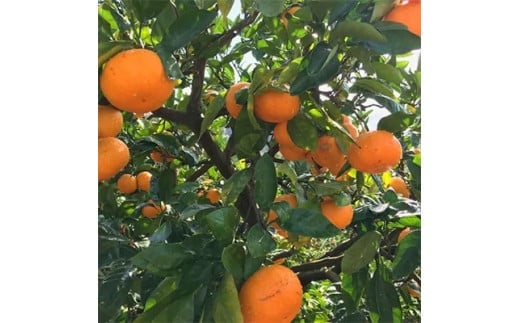 【果汁たっぷり】迫力満点! 大粒 有田みかん 2.9kg+200g【ard054C】