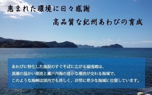 極上！やわコリ食感紀州の蝦夷アワビ 【5個入】 ※北海道・沖縄・離島への配送不可 / 鮑 アワビ あわび 人気 活アワビ 冷蔵【riz105】