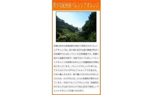  秀品　希少な国産バレンシアオレンジ　2.5kg　※2025年6月下旬頃?2025年7月上旬頃順次発送（お届け日指定不可）/ みかん 蜜柑 フルーツ 果物 くだもの オレンジ バレンシアオレンジ 【uot752】