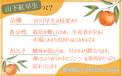 【先行予約】秀品 「紅娘」 温州 みかん 山下紅早生 10kg 【S~2Lサイズおまかせ】【2024年11月下旬～2024年12月中旬までに順次発送】＜味好農園＞ /温州みかん みかん 蜜柑 柑橘 山下早生 早生 秀品 紅早生 フルーツ 果物 くだもの 希少【agy002】