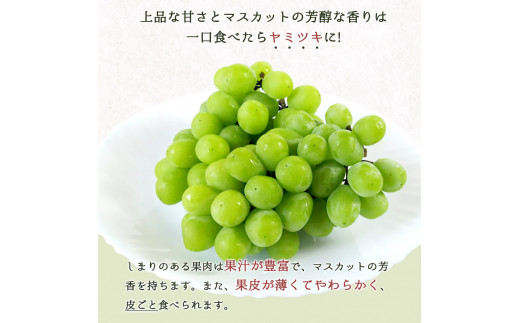 紀州和歌山産シャインマスカット２房（約1kg?1.4kg） ※2025年8月中旬頃?2025年9月上旬頃に順次発送予定 / マスカット 種無し フルーツ 果物 くだもの【uot813】