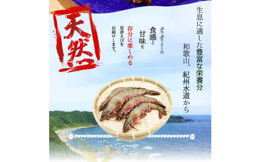  紀州和歌山産天然足赤えび540g（270g×2パック）化粧箱入 ※2024年11月上旬～2025年2月下旬頃順次発送予定（お届け日指定不可）/ 海老 エビ えび クマエビ 足赤 天然 おかず 【uot772A】