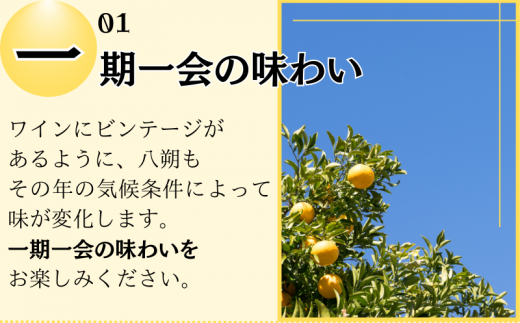  きみの八朔ジュース 180mL×6本 / 果汁 ジュース 八朔ジュース オレンジジュース  ドリンク セット 有機 無添加 100% 【kmf006】