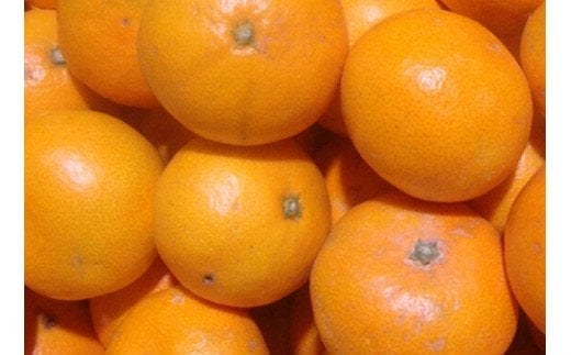 縲占ィウ縺ゅj縲題セイ螳カ逶エ騾 譛臥伐縺ソ縺九s 邏7.5kg 縺泌ョカ蠎ュ逕ィ 繧オ繧、繧コ豺キ蜷 窶サ2026蟷エ11譛井クュ譌ャ縺九i2027蟷エ1譛井クュ譌ャ縺セ縺ァ縺ォ鬆谺。逋コ騾∽コ亥ョ夲シ医♀螻翫¢譌・謖螳壻ク榊庄シ俄サ蛹玲オキ驕薙サ豐也ク繝サ髮「蟲カ縺ク縺ョ驟埼∽ク榊庄縲險ウ縺ゅj縺ソ縺九s 貂ゥ蟾槭∩縺九s繧、繧コ豺キ蜷 險ウ縺ゅj縺ソ縺九s 貂ゥ蟾槭∩縺九s 譛画ゥ溯ウェ閧・譁100% 縺オ繧九&縺ィ邏咲ィ 譟第ゥ 譛臥伐 逕」蝨ー逶エ騾√刃uk157F縲