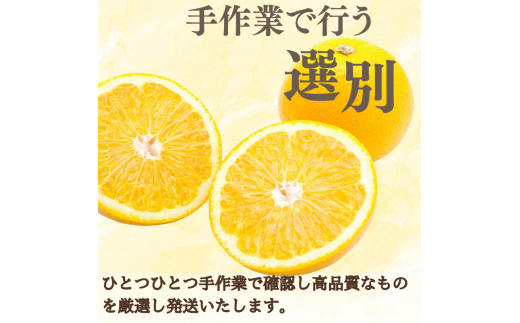  新鮮！はじける食感！「きみのハッサク」約4.5kg (14~17個程度) サイズ L~2L ご家庭用(秀優混合) /八朔 柑橘 和歌山県 手選別 紀美野町産【kmf002】