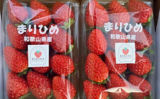和歌山県 産ブランド いちご 「 まりひめ 」約300g×2パック入り / 果物 柑橘 甘い ※2027年4月上旬～4月下旬発送予定（お届け日指定不可） ※北海道・沖縄・離島への配送不可 【tec965A-4】