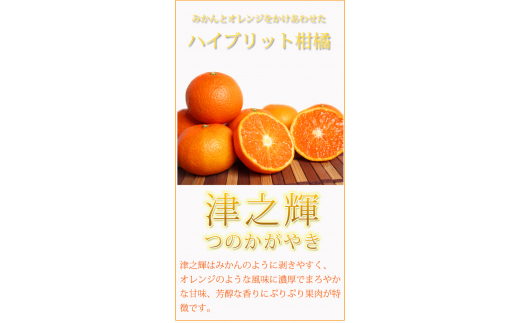  津之輝(つのかがやき)　5kg【予約】　※2025年2月上旬頃～2月下旬頃に順次発送予定(お届け日指定不可) / みかん 蜜柑 フルーツ 果物 くだもの 【uot761】