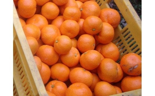 縲占ィウ縺ゅj縲題セイ螳カ逶エ騾 譛臥伐縺ソ縺九s 邏7.5kg 縺泌ョカ蠎ュ逕ィ 繧オ繧、繧コ豺キ蜷 窶サ2026蟷エ11譛井クュ譌ャ縺九i2027蟷エ1譛井クュ譌ャ縺セ縺ァ縺ォ鬆谺。逋コ騾∽コ亥ョ夲シ医♀螻翫¢譌・謖螳壻ク榊庄シ俄サ蛹玲オキ驕薙サ豐也ク繝サ髮「蟲カ縺ク縺ョ驟埼∽ク榊庄縲險ウ縺ゅj縺ソ縺九s 貂ゥ蟾槭∩縺九s繧、繧コ豺キ蜷 險ウ縺ゅj縺ソ縺九s 貂ゥ蟾槭∩縺九s 譛画ゥ溯ウェ閧・譁100% 縺オ繧九&縺ィ邏咲ィ 譟第ゥ 譛臥伐 逕」蝨ー逶エ騾√刃uk157F縲