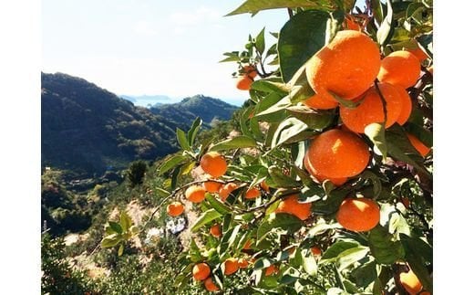  高級ブランド田村みかん 10kg サイズお任せ ※2024年11月下旬頃～2025年1月下旬頃に順次発送(お届け日指定不可)/果物 フルーツ くだもの みかん 【uot505】