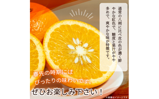 【先行予約】紀州有田産木成り完熟紅八朔８kg ※2025年2月下旬頃～2025年3月下旬頃に順次発送予定（お届け日指定不可）/和歌山 有田 みかん フルーツ【uot795】