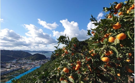 こだわりの和歌山県産 有田みかん ３kg（S～Lサイズおまかせ） ひとつひとつ手選別で厳選！生産者から直送 【2024年11月下旬～2025年1月中旬頃に順次発送分】/ みかん フルーツ 果物 くだもの 有田みかん 蜜柑 柑橘 【hdm004】